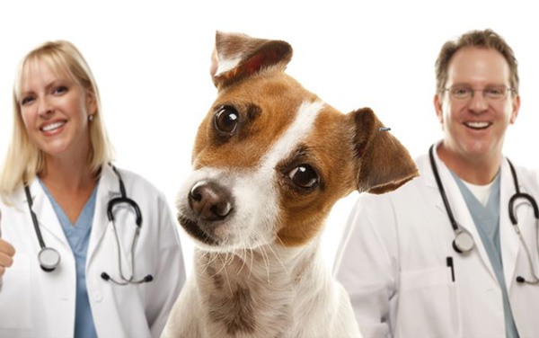Вызов ветеринарного врача на дом